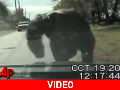 Επίθεση χιμπατζή σε περιπολικό